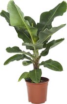 Kamerplant van Botanicly – Bananen plant – Hoogte: 75 cm – Musa
