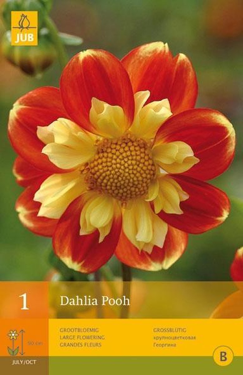 Jub 1 Dahlia Pooh