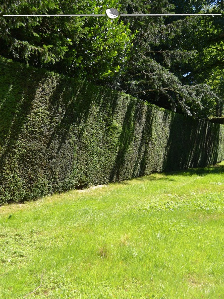 Venijnboom Taxus baccata 200-225 cm, 3x Haagplant