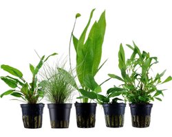 5 Diverse Aquariumplanten Set voor Beginners en Gevorderden - Waterplanten voor een Levendig Aquarium