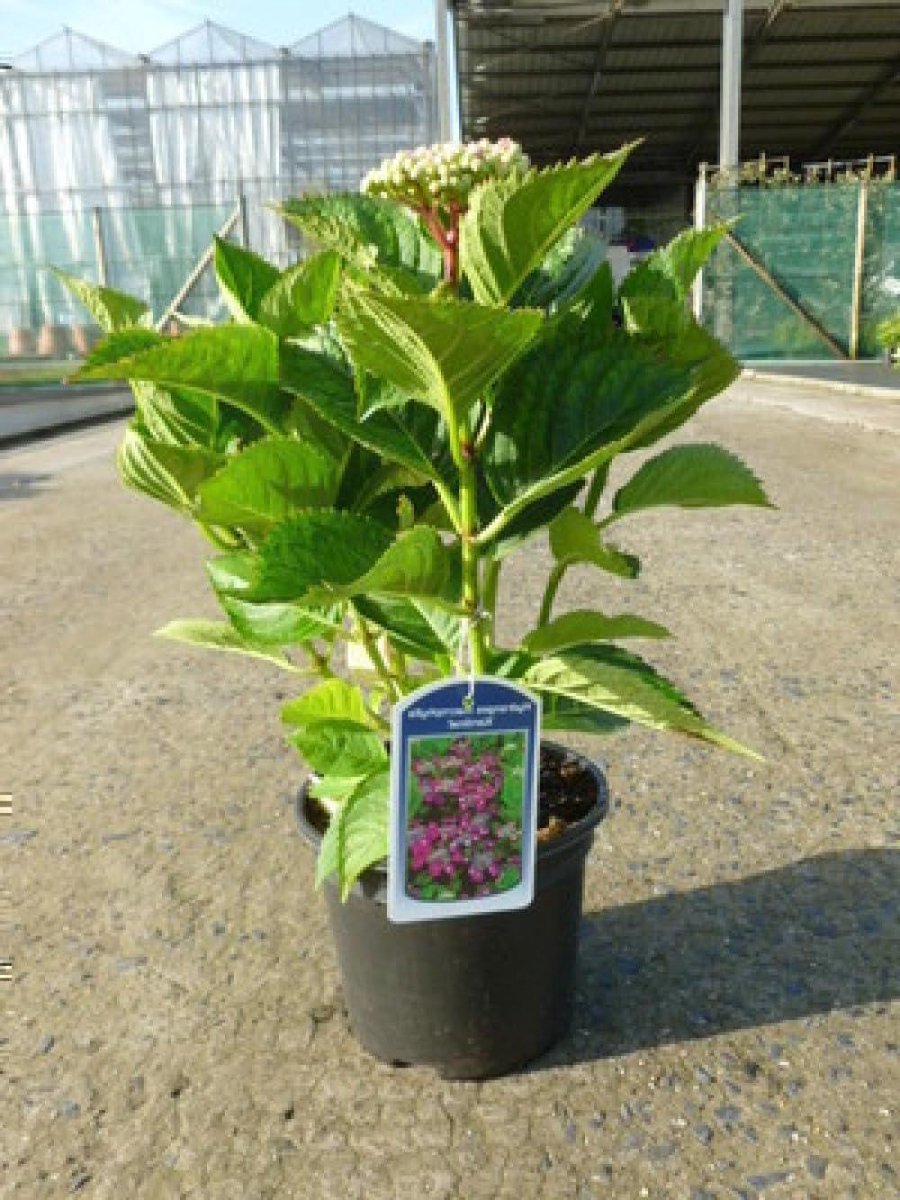 Teller Hortensia - Rode Lacecap - Tuin Decoratie - Vlakke Bloemschermen - 25-30 cm - Rood