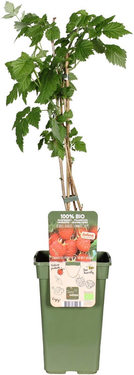 JUNAVERA Rubus idaeus Summer Chef® BIO (zomerframboos) | 75 cm hoog bij levering | In 13 cm pot | Aromatische frambozen uit eigen tuin