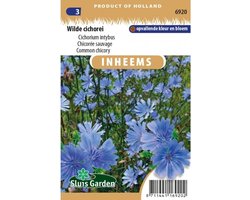 Sluis garden - Inheemse bloemenzaden - Wilde cichorei - geproduceerd in Nederland