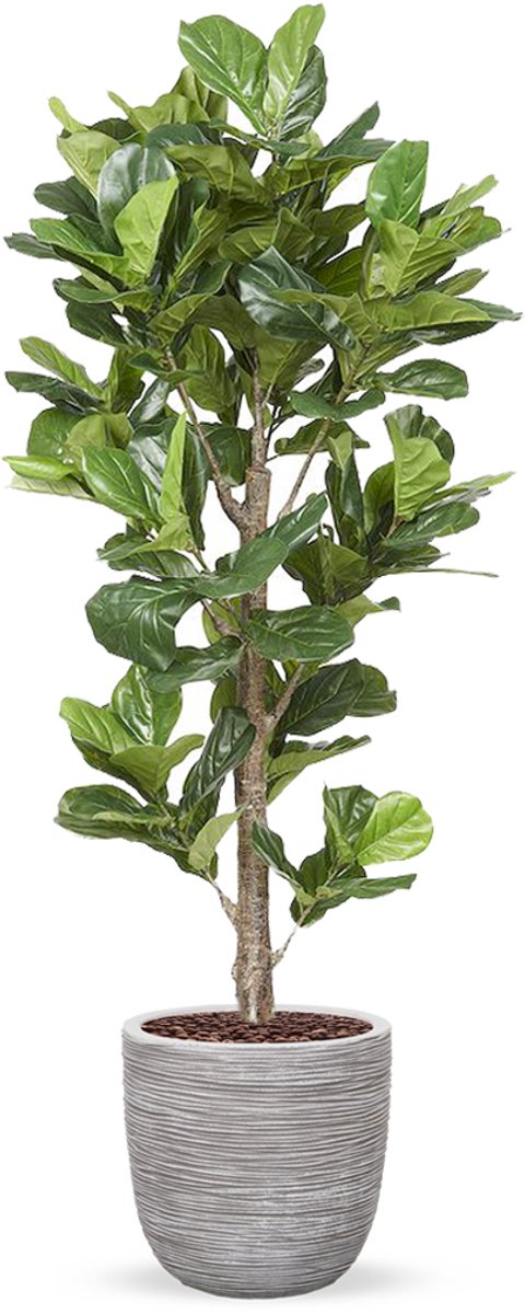 HTT Decorations Kunstplant Ficus Lyrata in planter ball Rib ivoor H210 cm