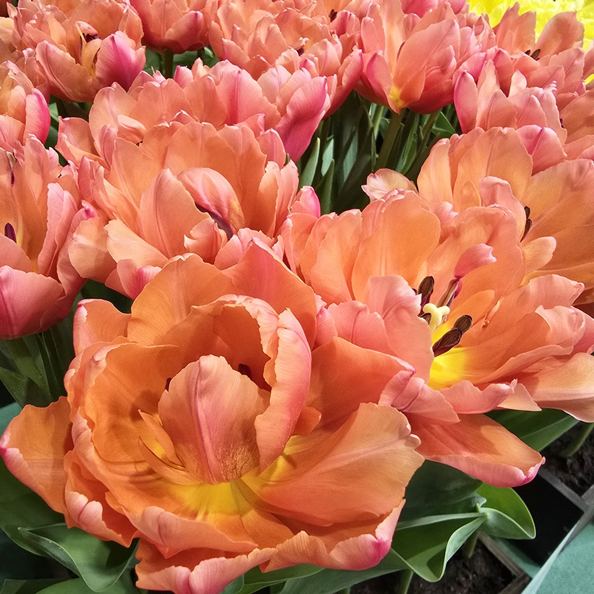 Tulp Salmon Symbiose | 10 stuks | Dubbel vroeg | Zalm | Tulpenbollen