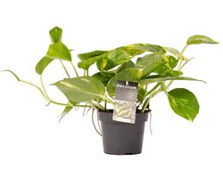 JUNAVERA Epipremnum aureum | drakenklimop terrariumplant en kamerplant | 8 cm pot | 15 cm hoog