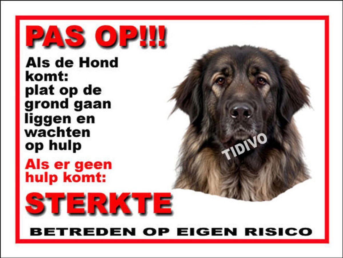 Sarplaninac 12
