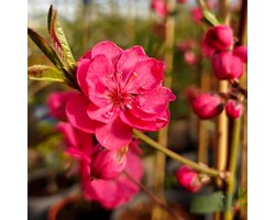 Prunus persica 'Melred' Perzikboom, Roze-Rode bloei, hoogte 70 - 80cm, 3 liter pot