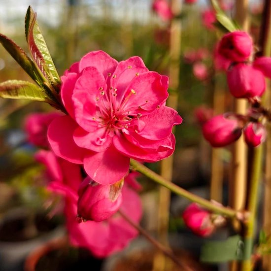 Prunus persica 'Melred' Perzikboom, Roze-Rode bloei, hoogte 70 - 80cm, 3 liter pot