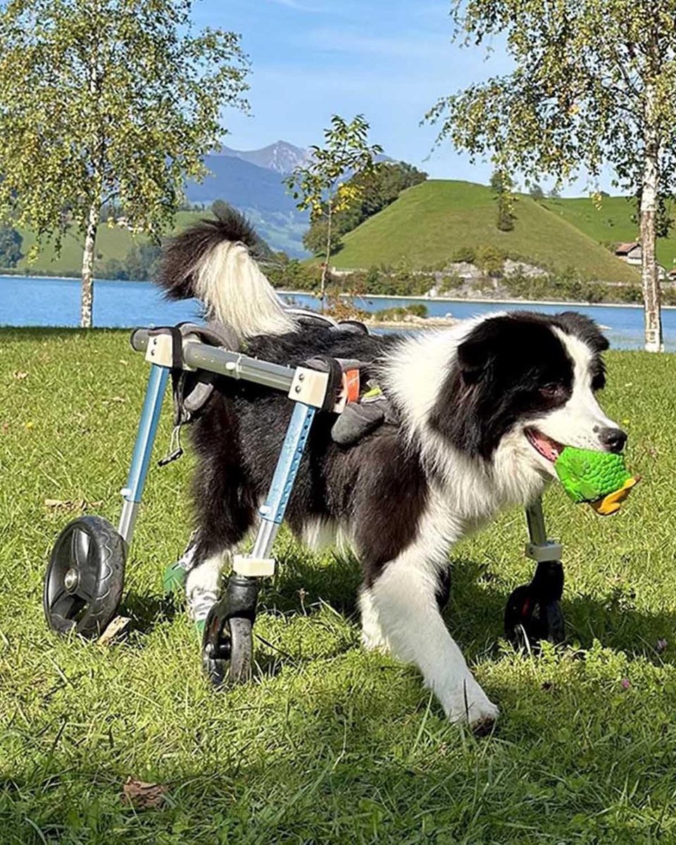 Hondenrolstoel Vier Wielen - Hondenkar Mobiliteitshulp - Hondenrevalidatie Lopen - Volledig Verstelbaar Frame - Maat XL - Blauw