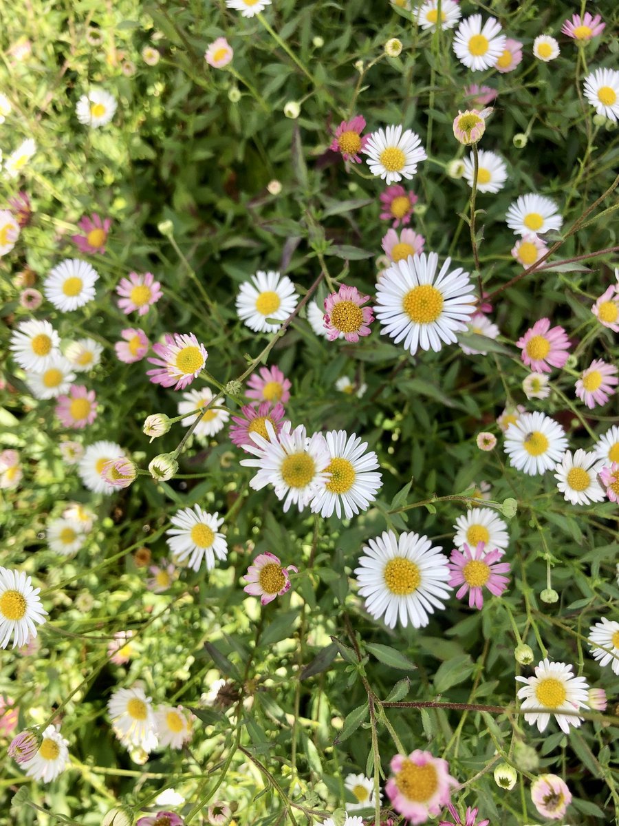 6x Fijnstraal - Erigeron karvinskianus | 9x9 cm pot