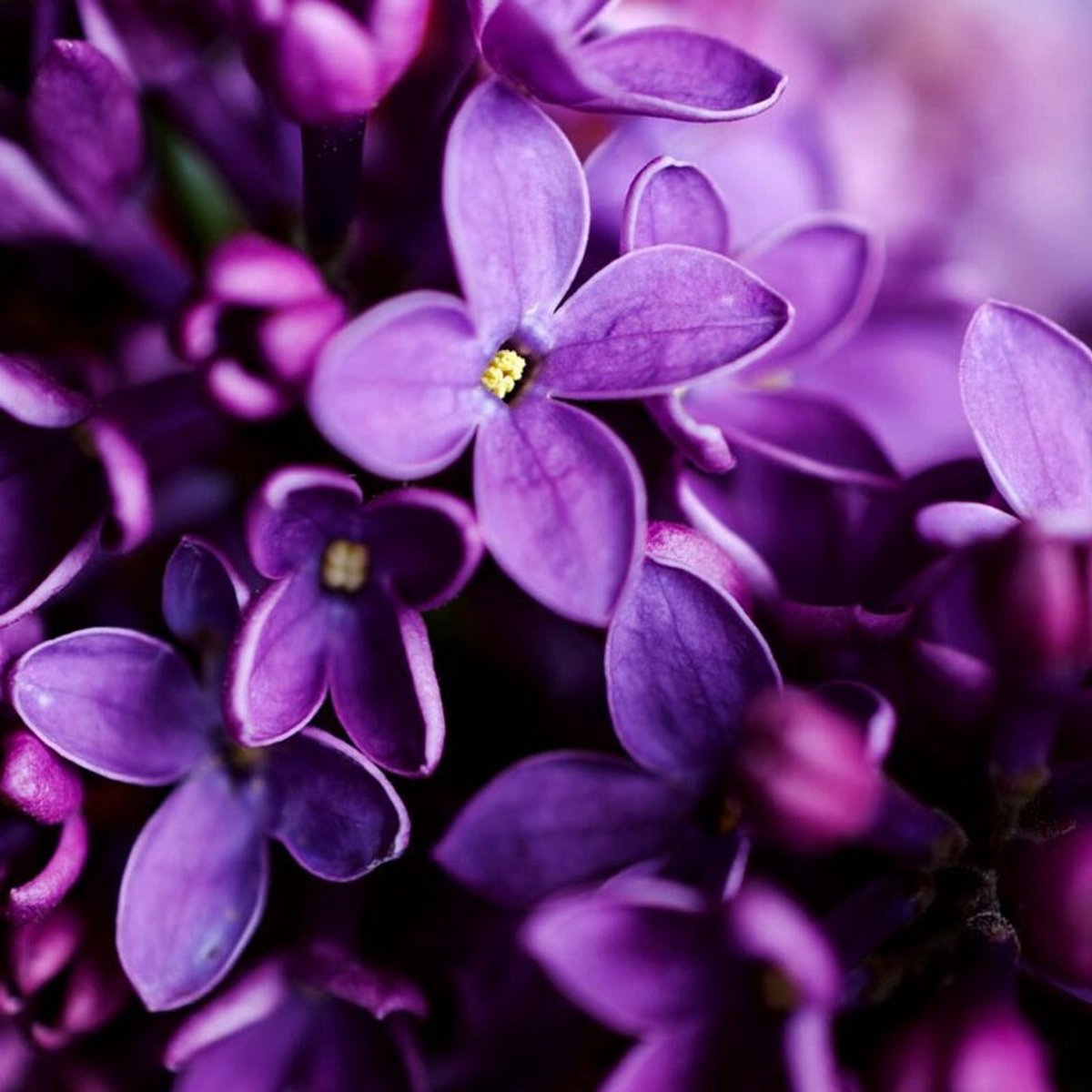 Geurolie - Nachtviolette - 250 ml