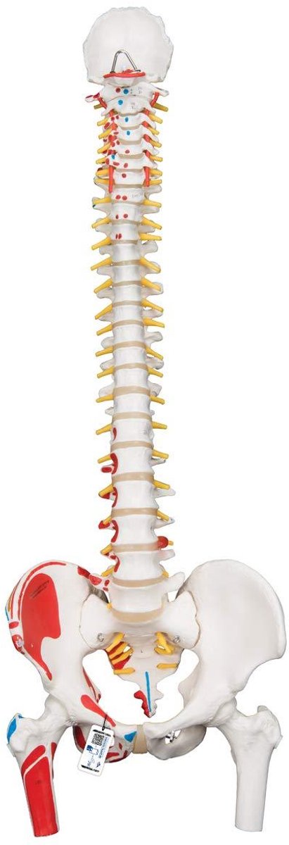 Wervelkolom Model - Flexibel Rugmodel - Anatomie Onderwijs - Spierweergave Rood Blauw - 10 x 12 x 10 cm - Multicolor