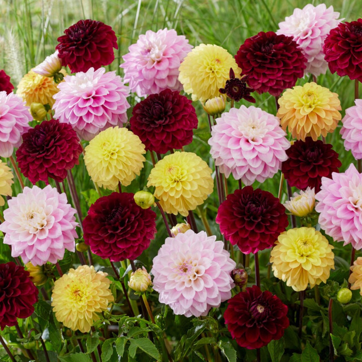 Tuindahlia (Dahlia Hortensis) - Dahlia Decoratief Gemengd - Bijen-Vlinders - Snijbloemen - Zomerbollen