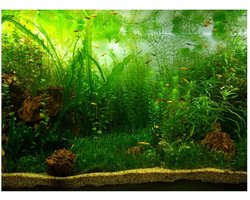 Allecto - Aquarium Achtergrond - PVC Zelfklevende Decoratie - Groen Watergras - 76 x 30cm - Levensecht Effect - Geschikt voor alle aquaria