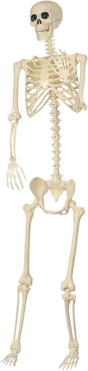 Halloween Skelet Model - Beweegbaar Decor - Griezelige Sfeer - Gladde Beentextuur - 1.8 Meter - Niet gespecificeerd