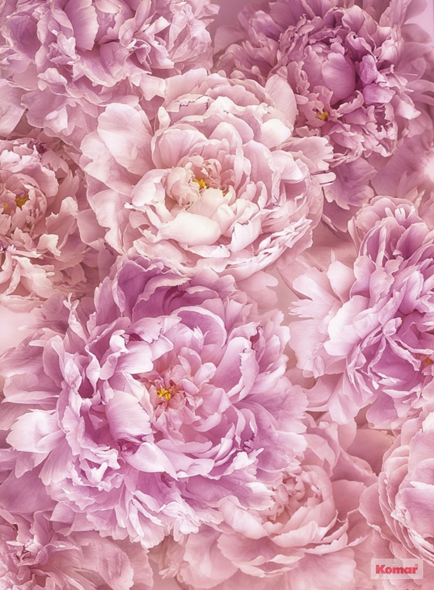 Fotobehang Pioenrozen - Rozenbehang - Vliesbehang - Roos - Roze - Soave - 184 x 248 cm - Komar