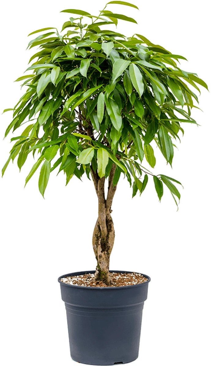 Ficus Amstel King gevlochten stam | Smalbladige vijg