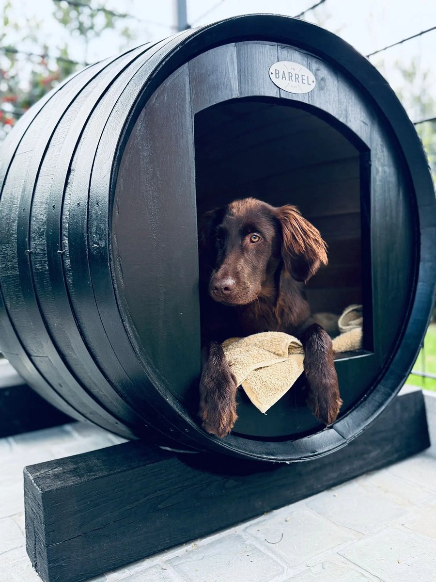 Hondenhok 450 liter (gebruikt) eikenhouten wijnvat