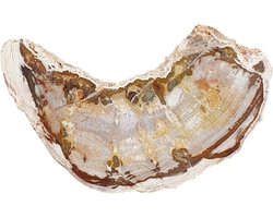 Versteend Hout - Fossiele Steen - Decoratie Object - Uniek Natuurlijk Patroon - 10 cm - Bruin