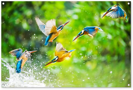 Tuinposter: vijf ijsvogels vliegen in de lucht boven het water.