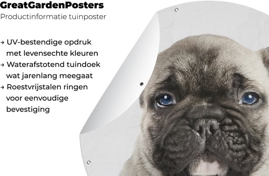 Tuincirkel Portret van een Franse Buldog pup - 120x120 cm - Ronde Tuinposter - Buiten