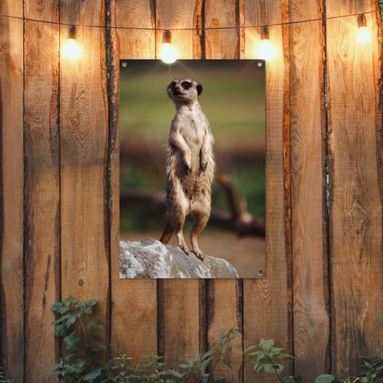 Affiche de jardin suricate regarde autour de 60x90 cm - Toile de jardin / Toile d'extérieur / Peintures d'extérieur (décoration de jardin)
