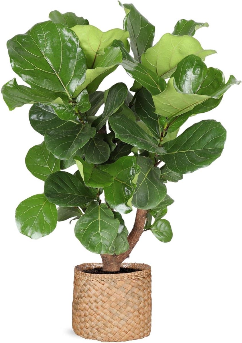 Ficus Lyrata - Vijgenboom Kamerplant - Binnen Decoratie - Vertakte Groei - 110 cm Hoog - Antraciet Pot