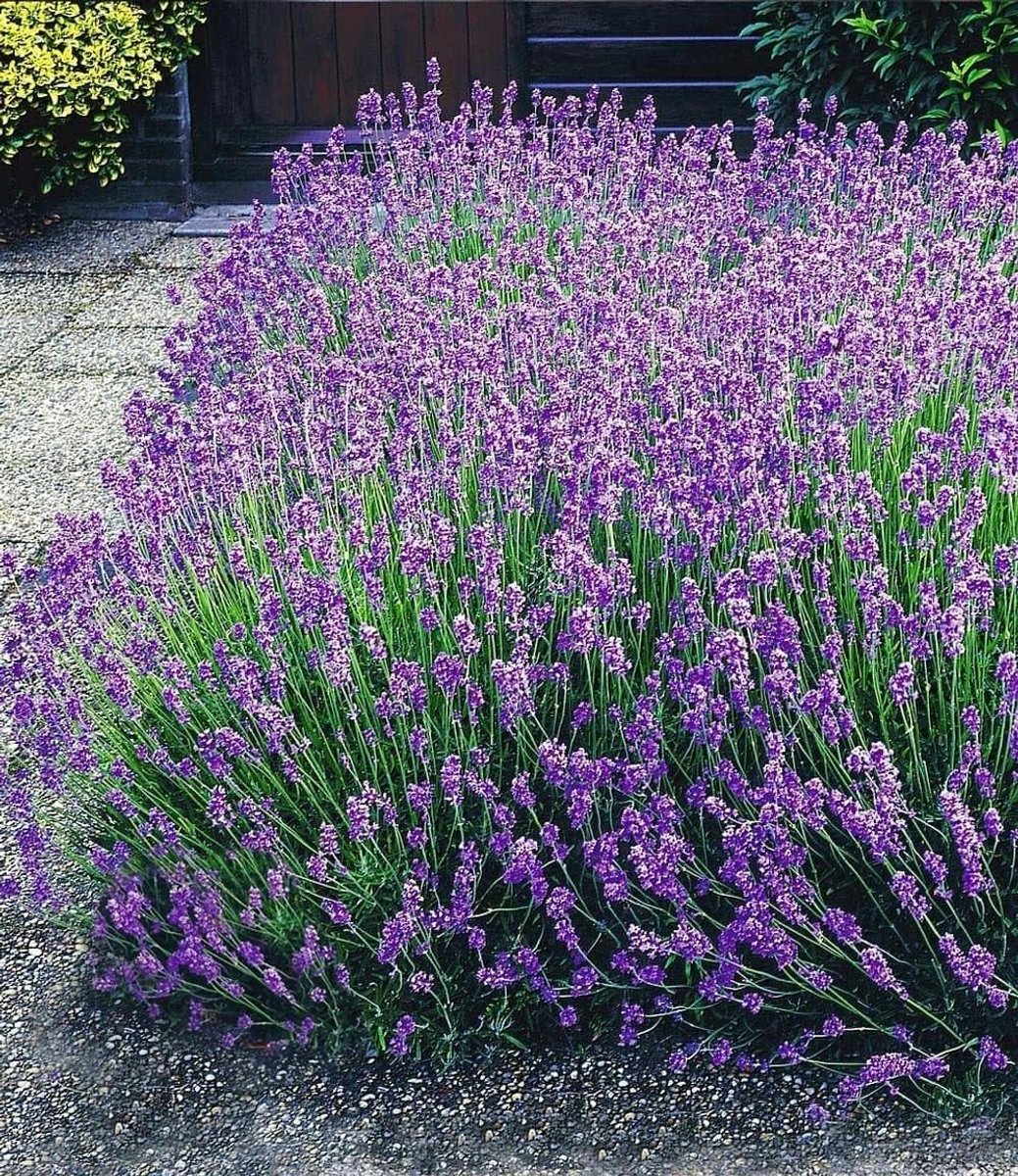 Lavendel Planten - Blauwe Lavendel - Geur Creëren - Winterhard Perennial - 40-50 cm - Blauw