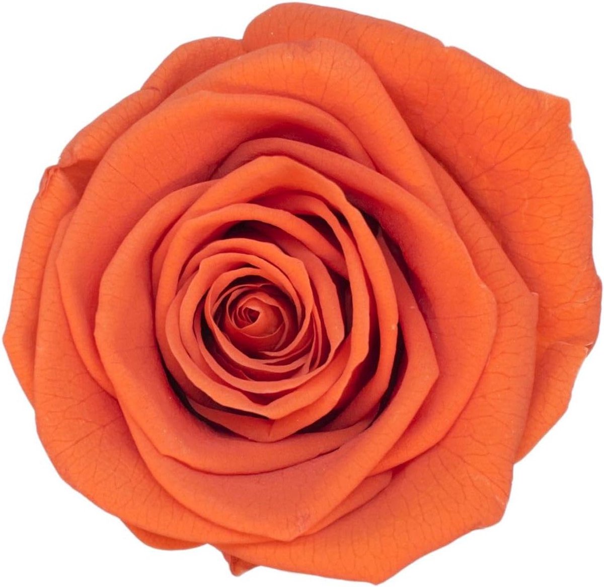 Bewaarde Rozenkoppen - Eeuwige Rozen - Romantisch Cadeau - Natuurlijke Echte Rozen - 2-3 cm - Oranje