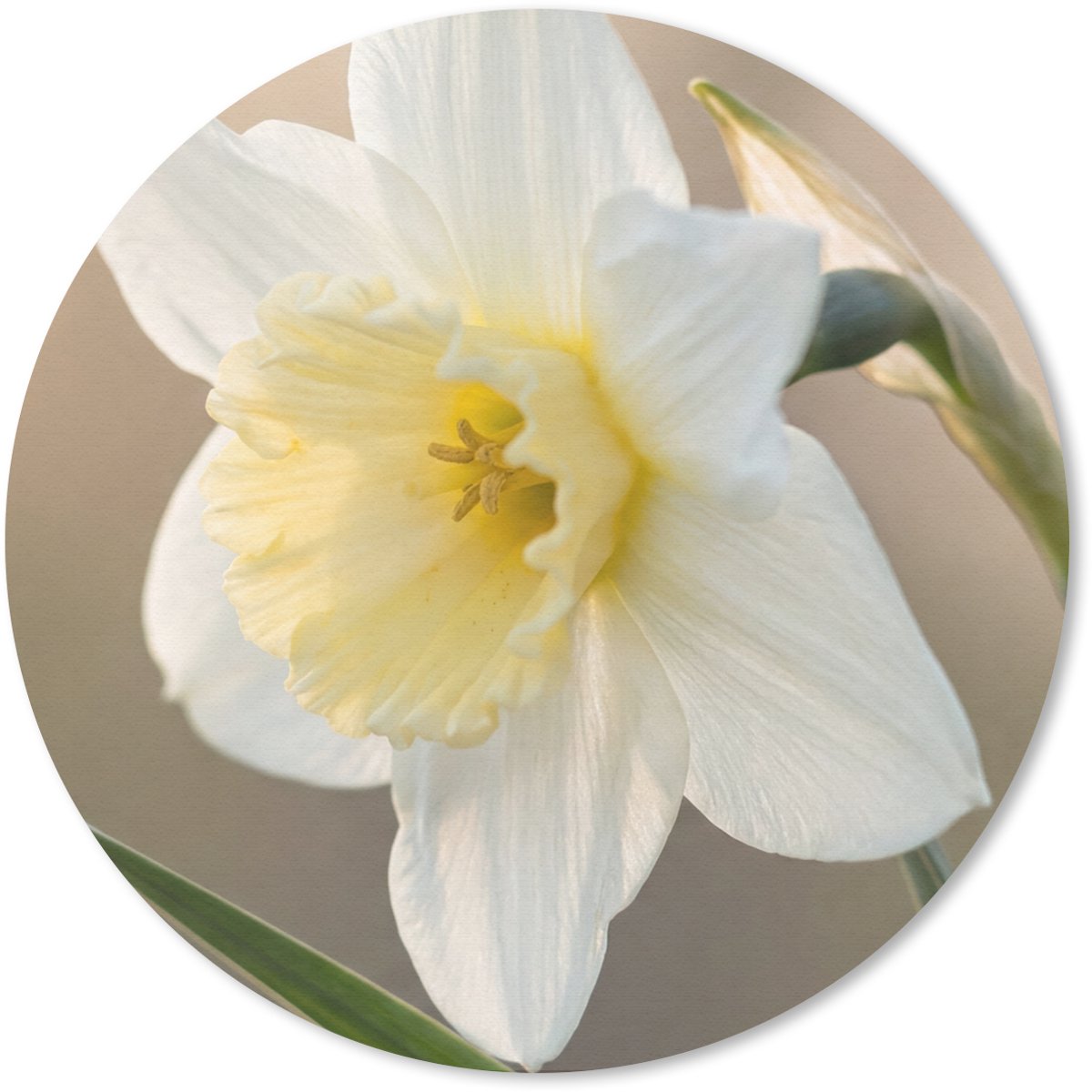 Muismat rond 20x20 cm - Mousepad Narcis - Bloem - Minimalistisch - Ronde muismatten