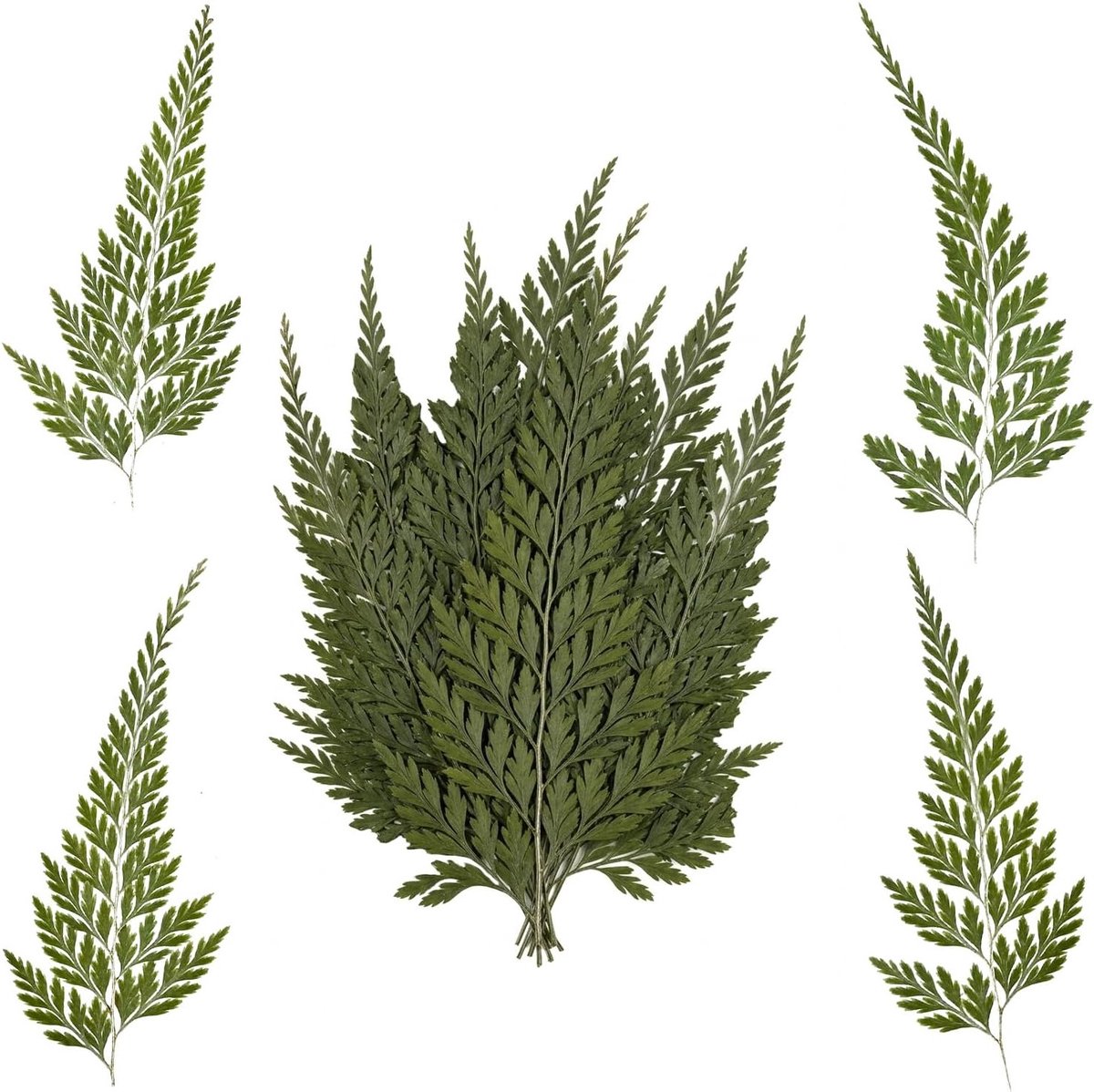 12 Stuks Gedroogde Bloemen en Natuurlijke Varens voor DIY Knutselen, Sieraden, Kaarsen en Decoratie, Perfect voor Scrapbooking en Creatieve Projecten