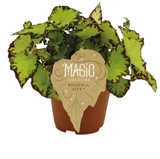 Begonia rex Jive - Hoogte 25cm - Pot 12cm