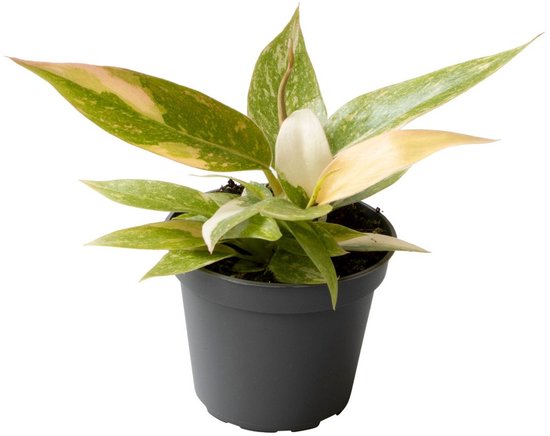 Philodendron Ring of Fire - Hoogte 10cm - Pot 6cm