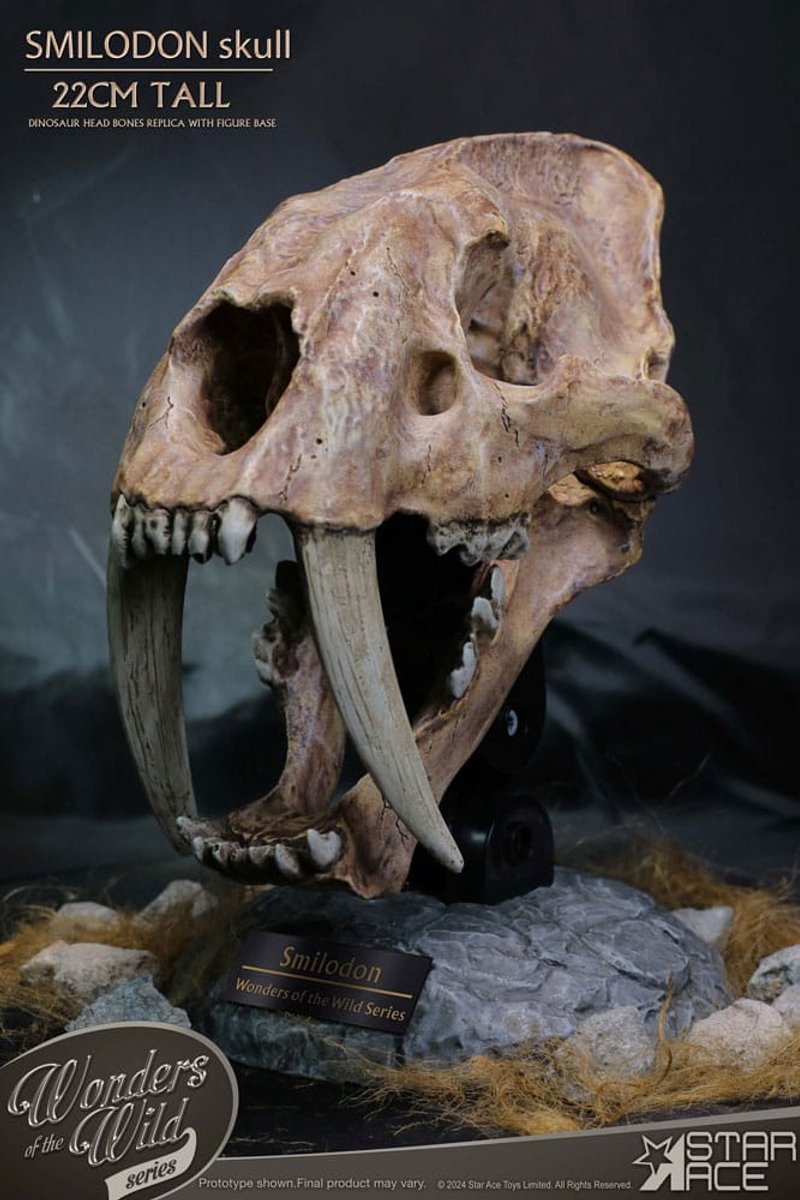 Star Ace Toys Wonders of the Wild Series Statue Smilodon Skull Fossil 22 cm Beeld