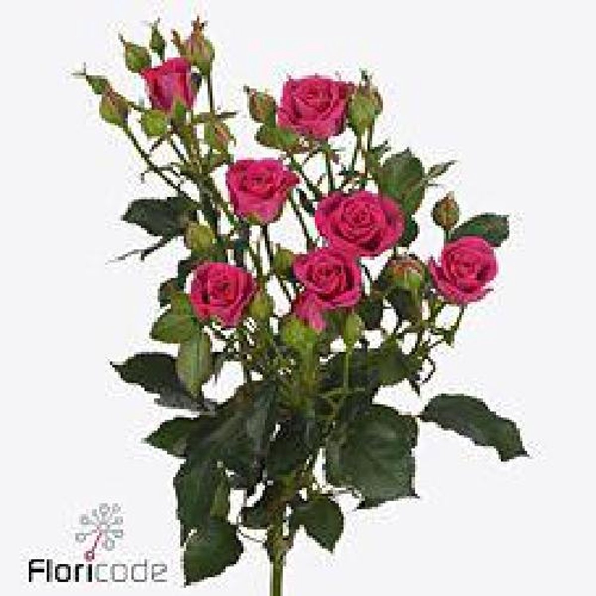 10x Rosa tr. pink yo-yo 50cm