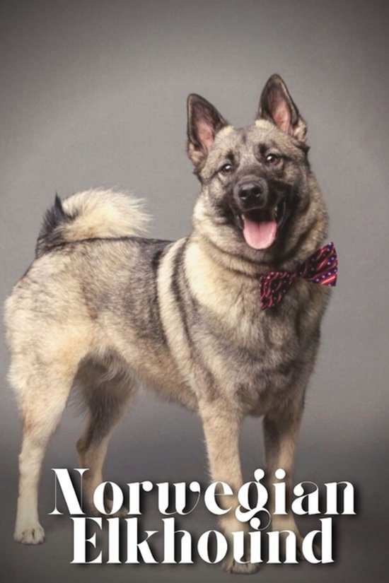 Norwegian Elkhound