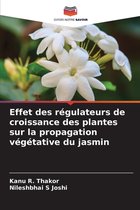 Effet des régulateurs de croissance des plantes sur la propagation végétative du jasmin