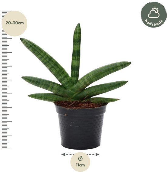 Donkergroene en luchtzuiverende kamerplant Sansevieria Skyline, 25 cm hoge vrouwentong, ø10,5