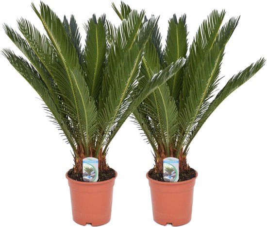 STRELITZIA GROEN 150 cm - kleur&geur