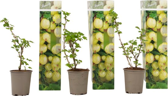 Drie jonge kruisbesplantjes in pot met verpakking met afbeelding van groene kruisbessen.