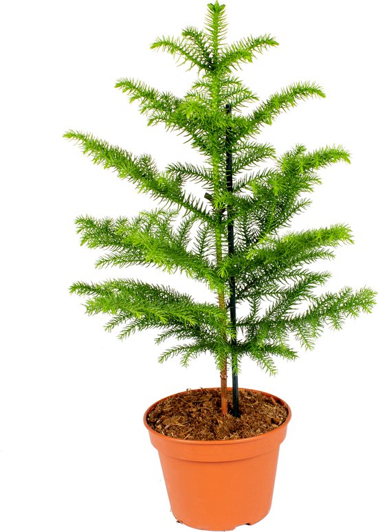 Araucaria Heterophylla - Kamerden - Kamerplanten - Luchtzuiverend - Diervriendelijk - 50-60 cm Hoog - Pot 17 cm