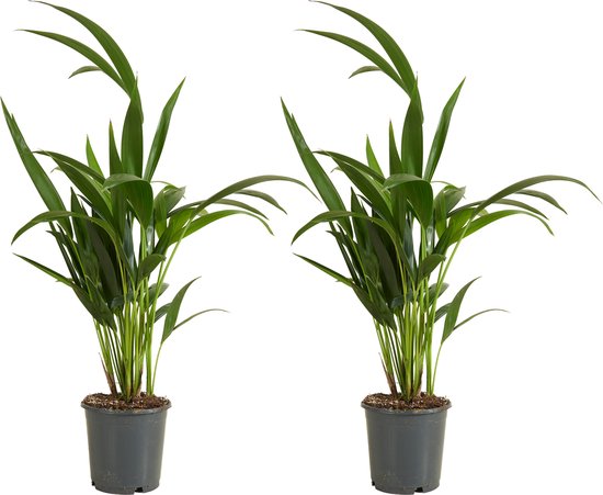Bloomique - Set van 2 - Howea Forsteriana - Kentia Palm - Kamerplanten - Luchtzuiverend - Diervriendelijk - Hoogte 40-60 cm - Pot 13 cm