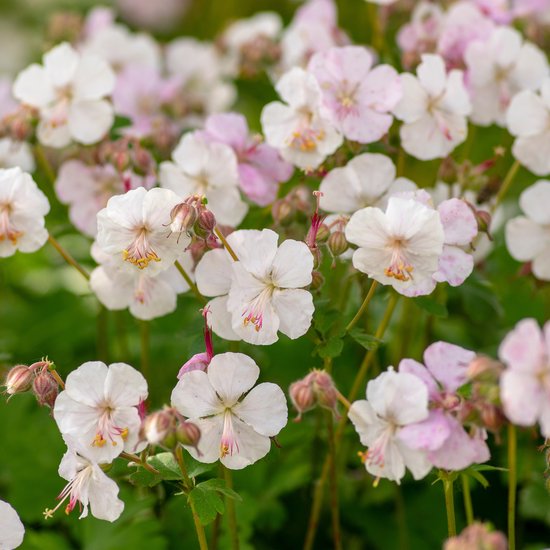Geranium 'Johnson's Blue | ooievaarsbek | online kopen