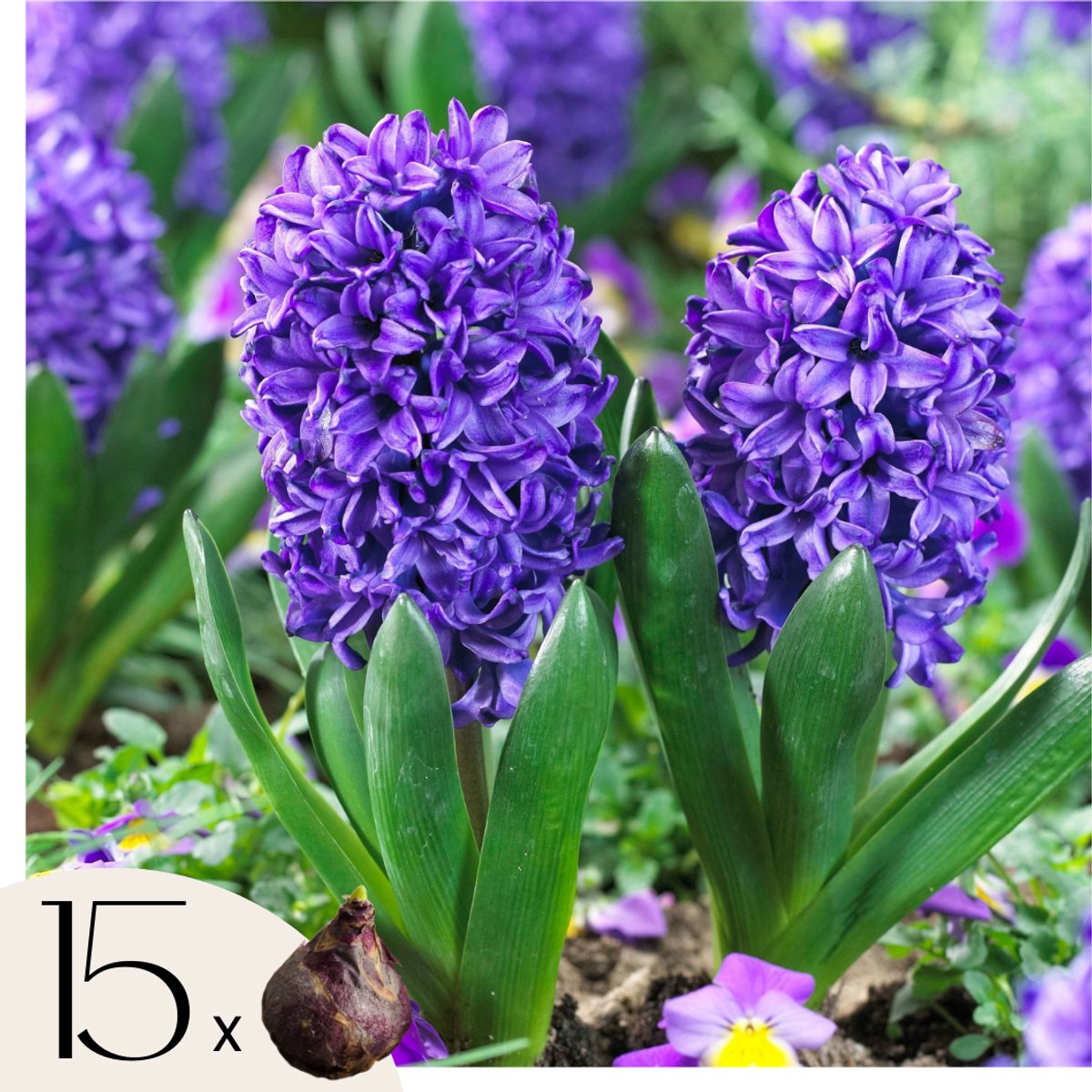 Plant in a Box - Hyacinthus Blue Trophy - 15x Winterharde Bloembollen Hyacinten - Vroegbloeiende Bollen voor de Tuin