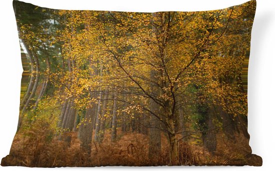 Sierkussens - Kussen - Gouden bladeren in de bossen van het Engelse  Nationaal park New... | bol.com
