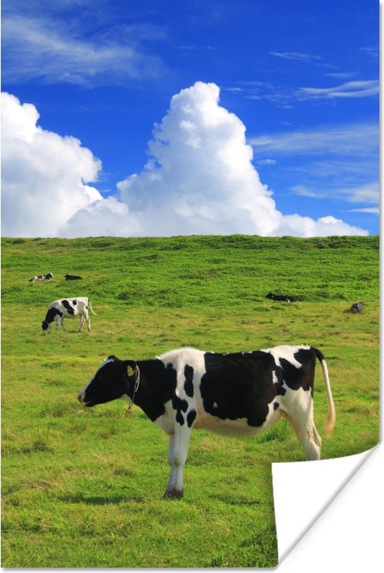 Veaux Zwart et blancs paissant au pâturage 20x30 cm - petit