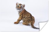 Zittend tijgerwelp op een witte achtergrond poster papier 180x120 cm - Foto print op Poster (wanddecoratie woonkamer / slaapkamer) / Wilde dieren Poster XXL / Groot formaat!