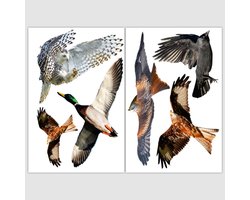 Raamstickers Vogels Herbruikbaar/herplaatsbaar - Statische vogelstickers voor raam | Vogelbescherming full-colour Vogelstickers