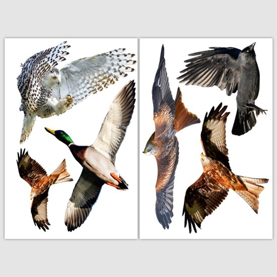 Raamstickers Vogels Herbruikbaar/herplaatsbaar - Statische vogelstickers voor raam | Vogelbescherming full-colour Vogelstickers